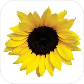 Picture of Envelope Sealers - Sunflower