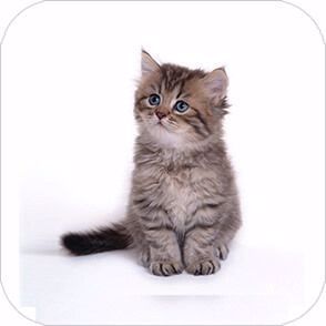 Picture of Kitten - Envelope Sealer